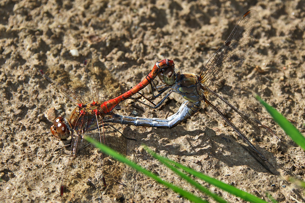 Paarungsrad der großen Heidelibelle