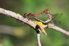 Paarungsrad der Großen Heidelibelle (Sympetrum striolatum)