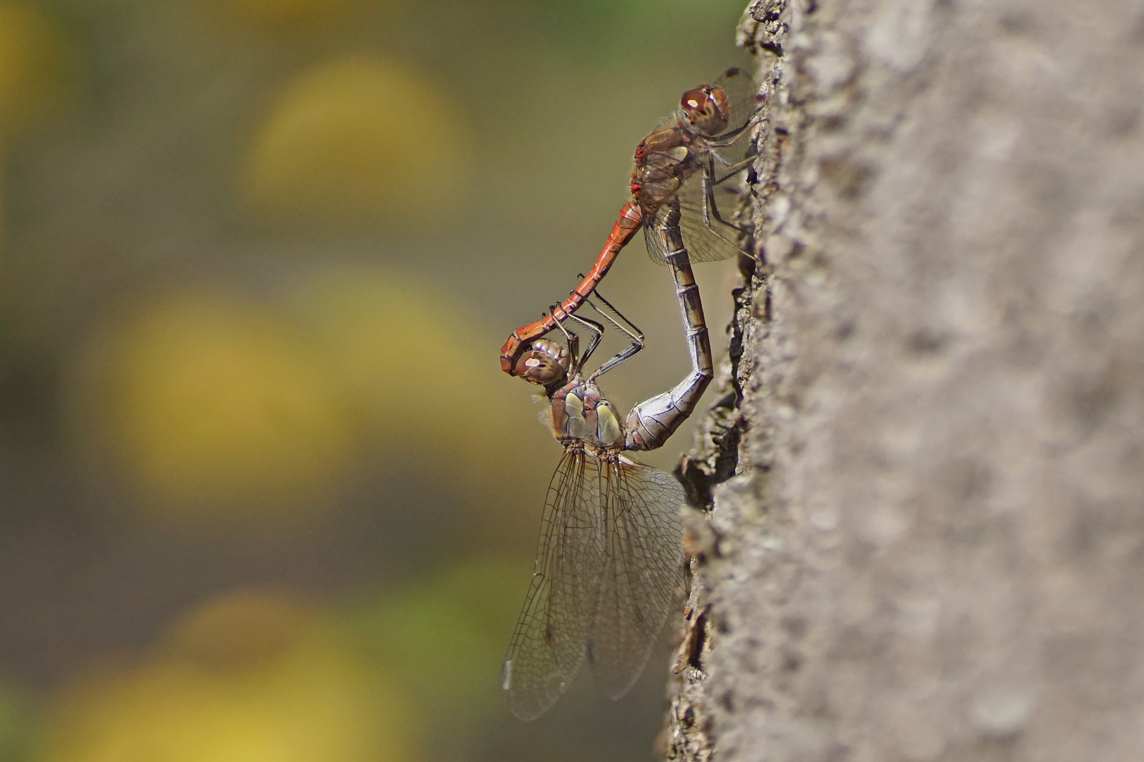 Paarungsrad der Großen Heidelibelle (Sympetrum striolatum)