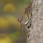 Paarungsrad der Großen Heidelibelle (Sympetrum striolatum)