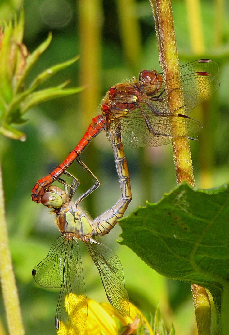 Paarungsrad der Großen Heidelibelle (Sympetrum striolatum)