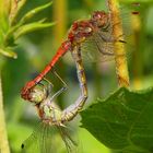 Paarungsrad der Großen Heidelibelle (Sympetrum striolatum)