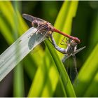 Paarungsrad der  Großen Heidelibellem - Sympetrustriolatum -