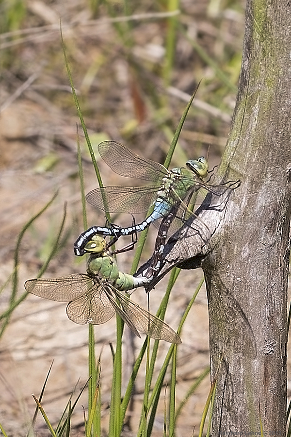 Paarungsrad der Großen Königslibellen