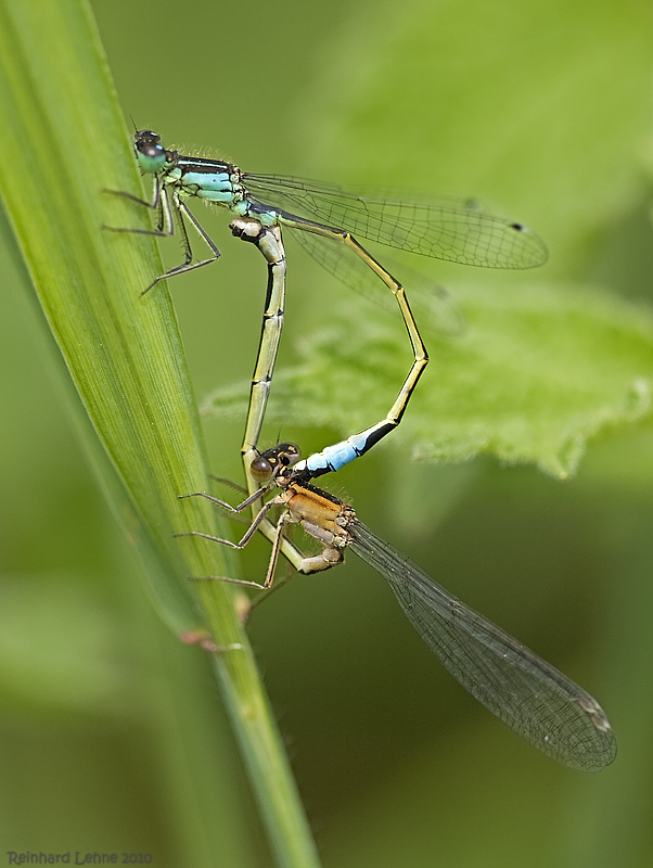 Paarungsrad der Großen Pechlibelle