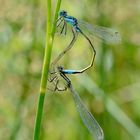 Paarungsrad der grossen Pechlibelle