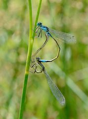 Paarungsrad der grossen Pechlibelle