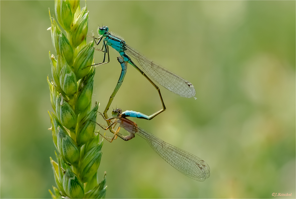 Paarungsrad der Grossen Pechlibelle