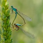 Paarungsrad der Grossen Pechlibelle