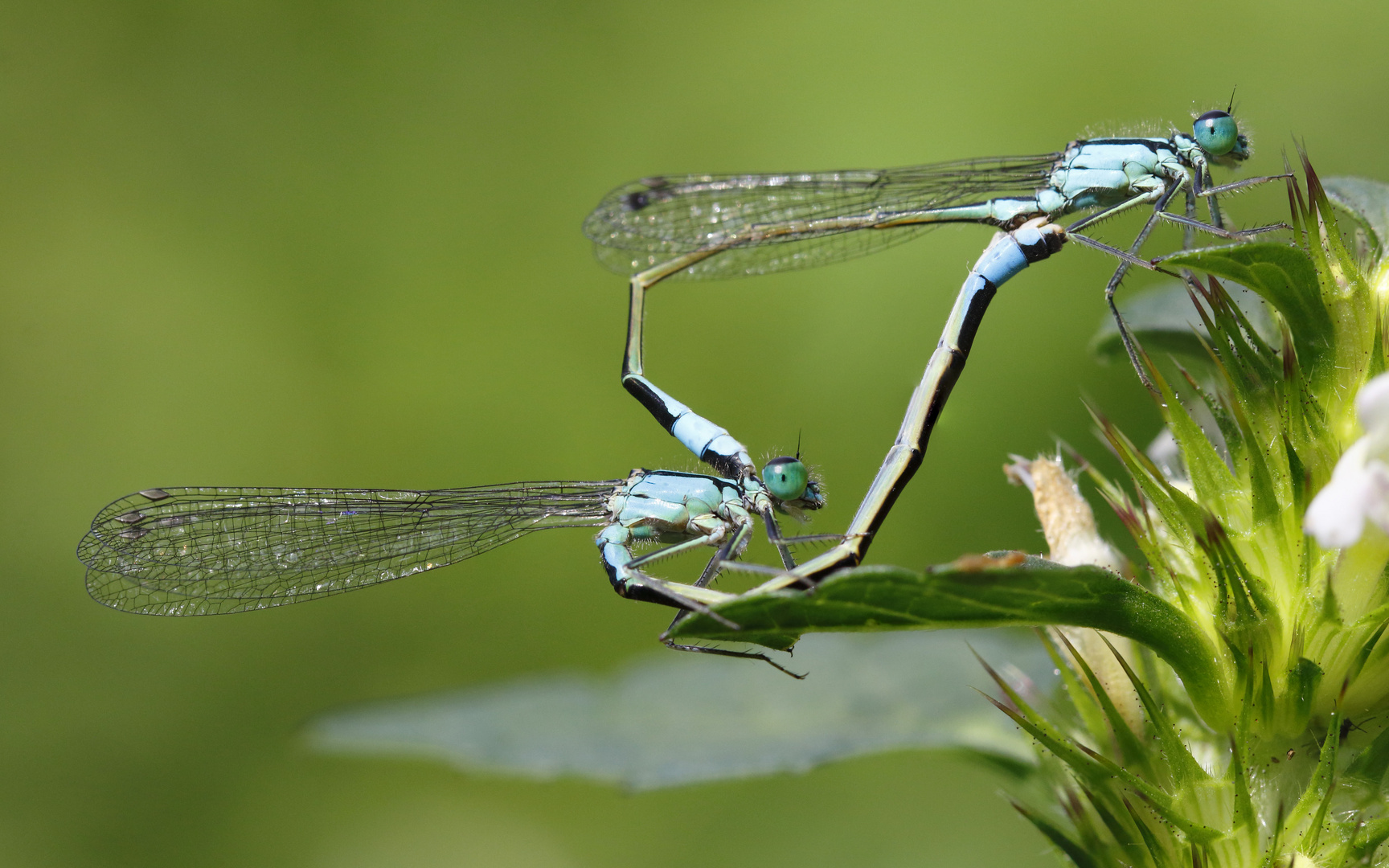 Paarungsrad der großen Pechlibelle (Ischnura Elegans).