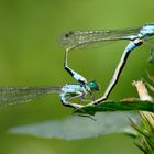 Paarungsrad der großen Pechlibelle (Ischnura Elegans).