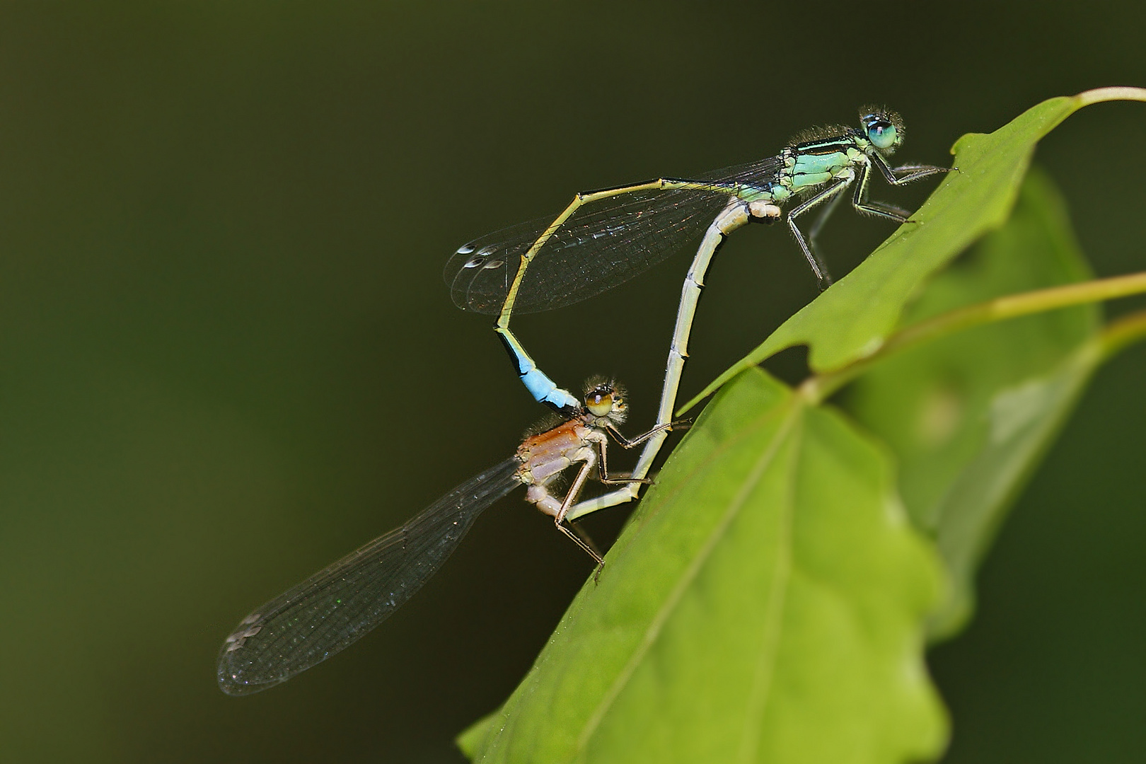 Paarungsrad der Großen Pechlibelle (Ischnura elegans)