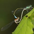 Paarungsrad der Großen Pechlibelle (Ischnura elegans)