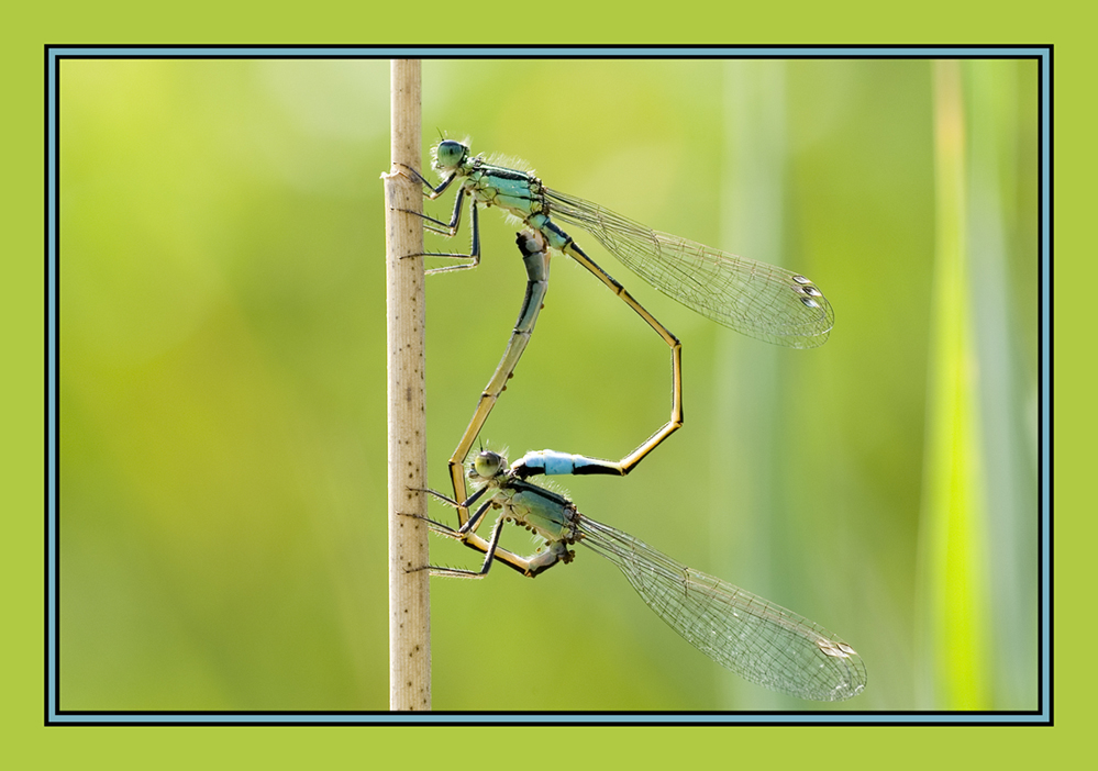 Paarungsrad der grossen Pechlibelle ´Ischnura elegans´