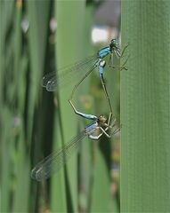 Paarungsrad der Großen Pechlibelle (Ischnura elegans), Weibchen: f.violacea