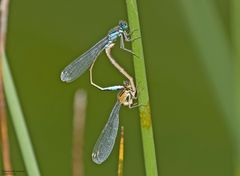   Paarungsrad der Großen Pechlibellen