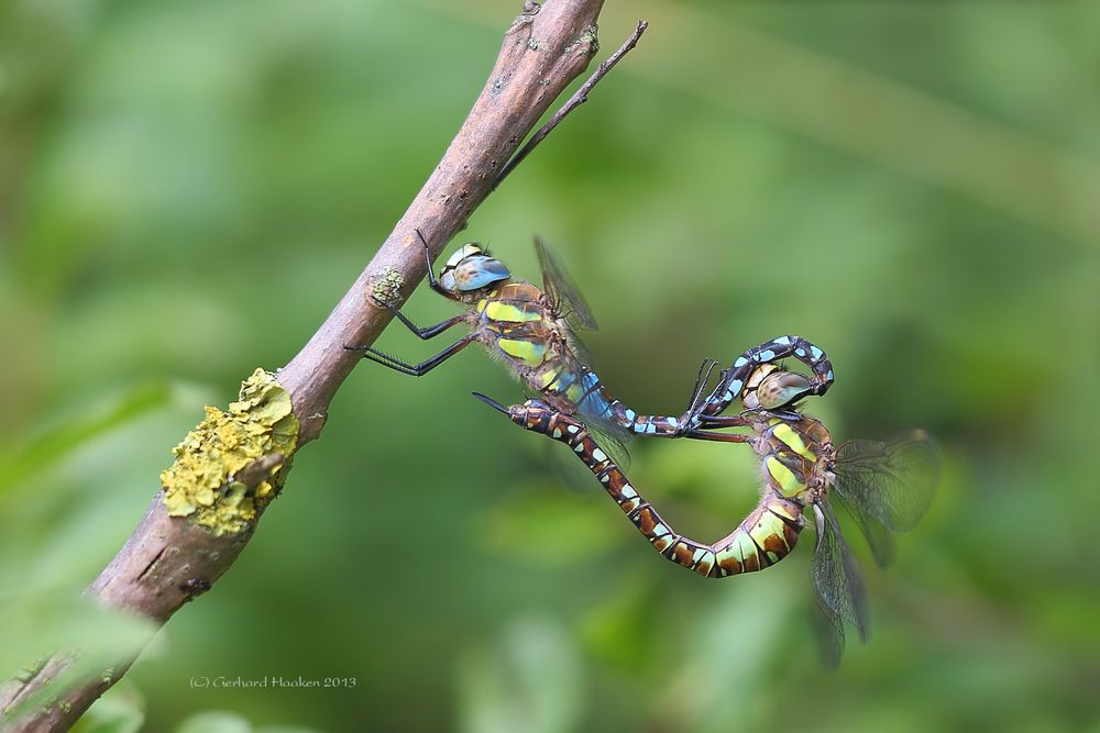 Paarungsrad der Herbst Mosaikjungfer (Aeshna mixta)