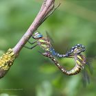 Paarungsrad der Herbst Mosaikjungfer (Aeshna mixta)