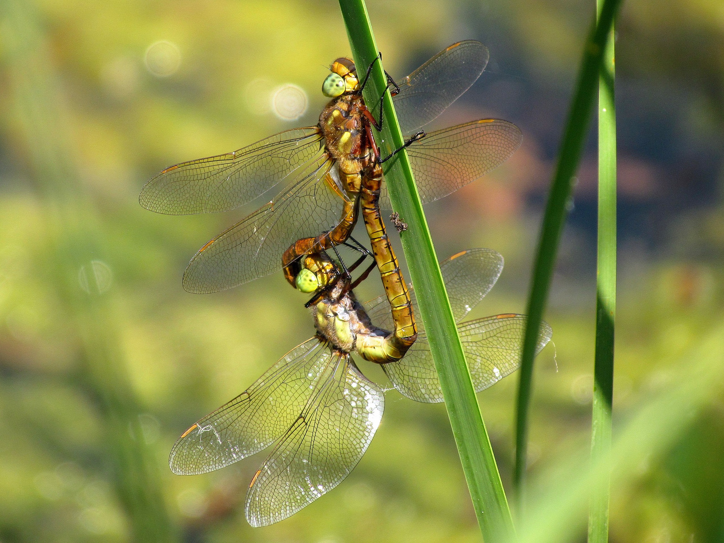 Paarungsrad der Keilflecklibelle (Aeshna isoceles)