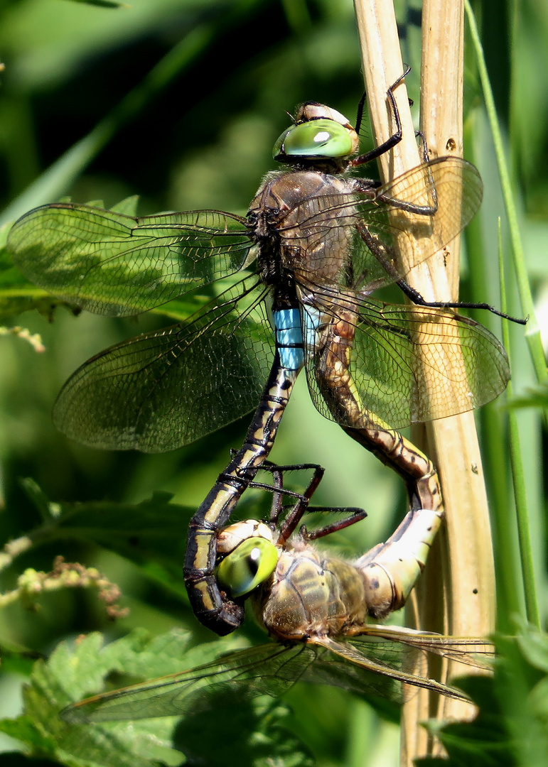 Paarungsrad der Kleinen Königslibelle (Anax parthenope)