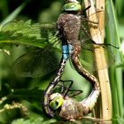 Paarungsrad der Kleinen Königslibelle (Anax parthenope)