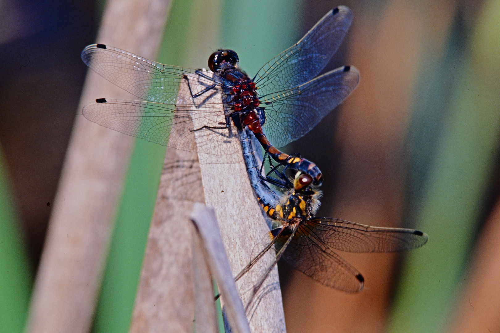 Paarungsrad der kleinen Moosjunger (Leucocorrhinia dubia)