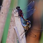 Paarungsrad der kleinen Moosjunger (Leucocorrhinia dubia)