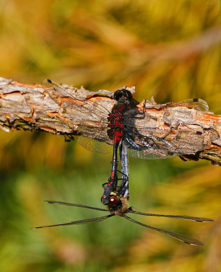 Paarungsrad der Kleinen Moosjungfer (Leucorrhinia dubia)