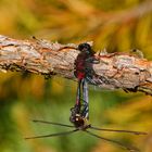 Paarungsrad der Kleinen Moosjungfer (Leucorrhinia dubia)