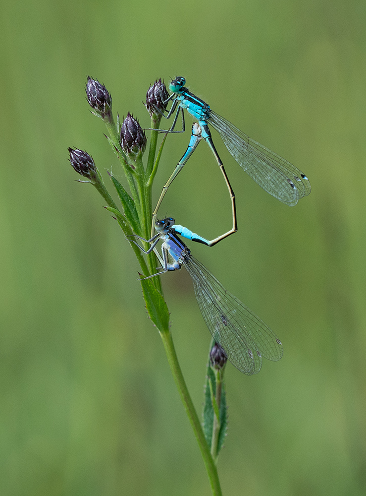 Paarungsrad der kleinen Pechlibelle