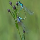 Paarungsrad der kleinen Pechlibelle