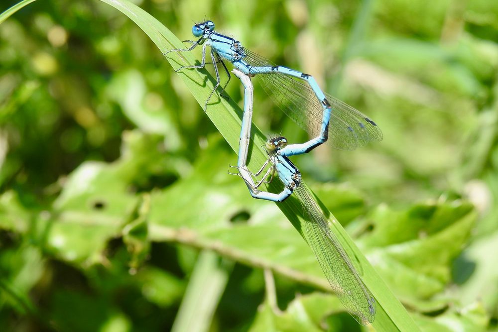 Paarungsrad der Kleinlibellen