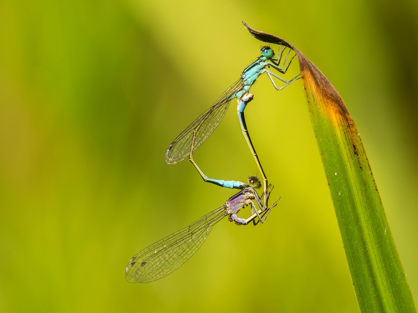 Paarungsrad der Kleinlibellen