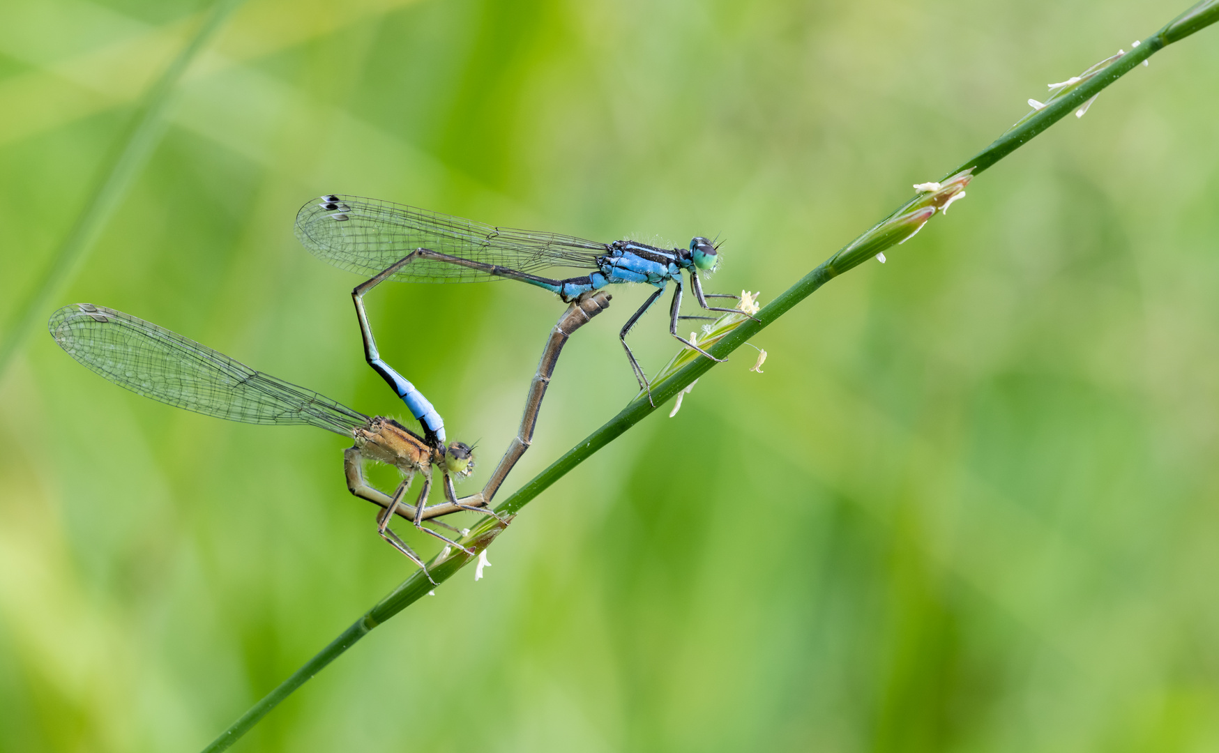 Paarungsrad der Libellen