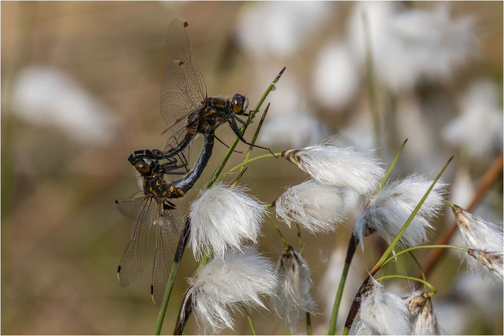 Paarungsrad der Nordischen Moosjungfern - Leucorrhinia rubicunda -  .....