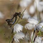 Paarungsrad der Nordischen Moosjungfern - Leucorrhinia rubicunda -  .....