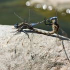 Paarungsrad der Rahmstreif-Blaupfeile