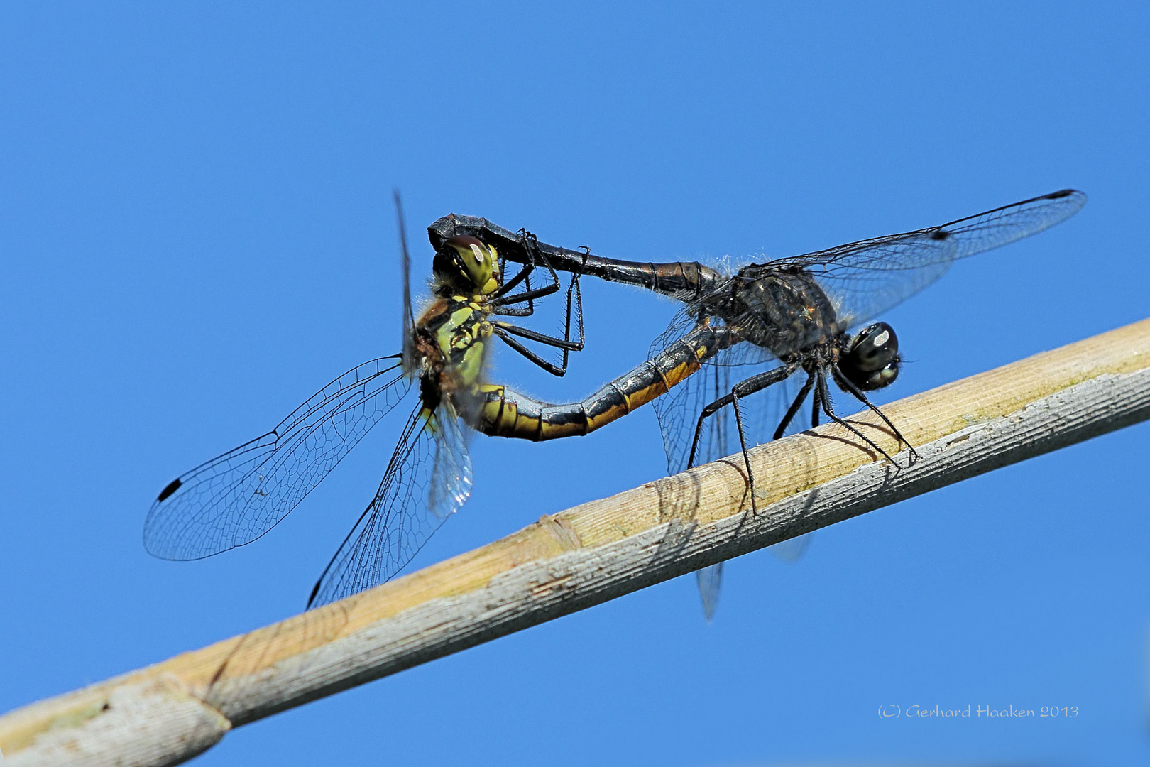 Paarungsrad der Schwarzen Heidelibellen (Sympetrum danae)