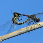 Paarungsrad der Schwarzen Heidelibellen (Sympetrum danae)