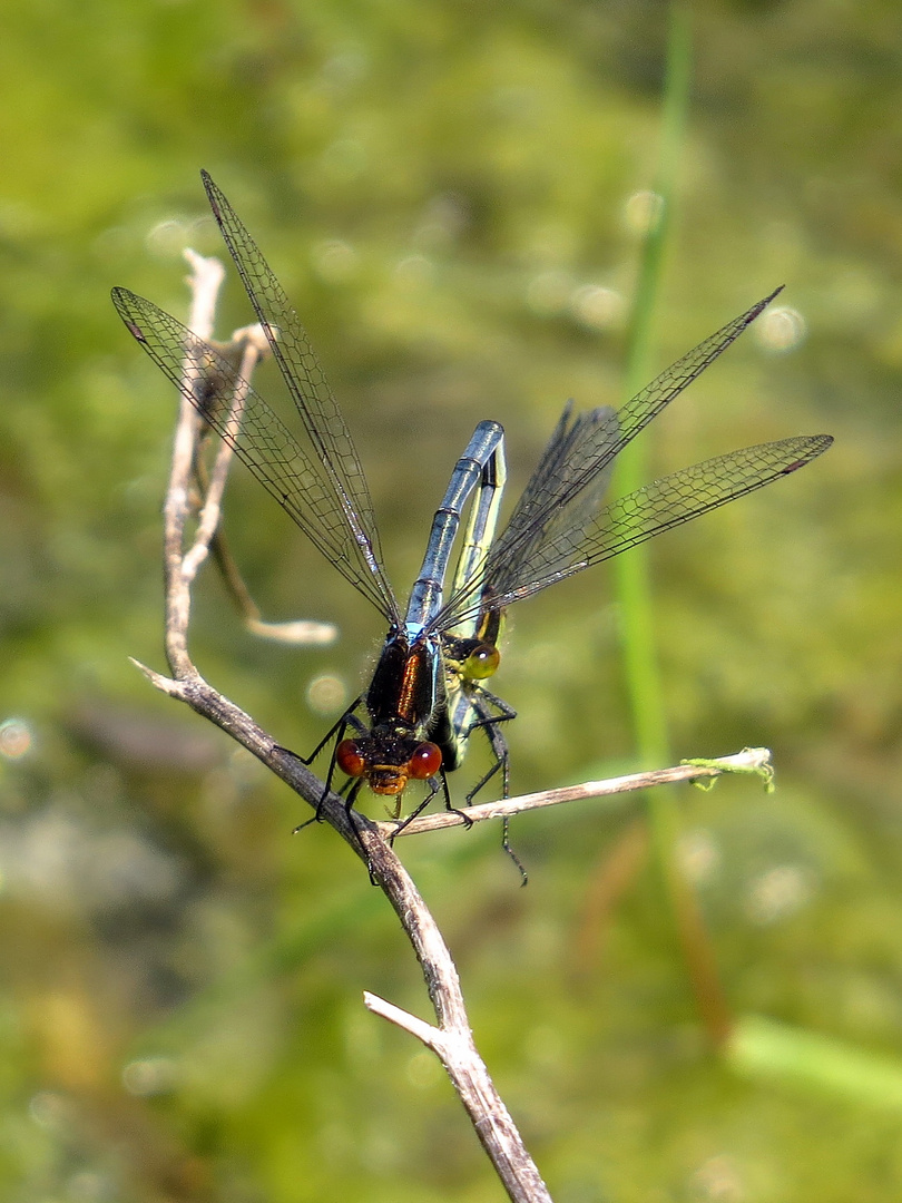 Paarungsrad des Großen Granatauges (Erythromma najas) (1)