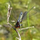 Paarungsrad des Großen Granatauges (Erythromma najas) (1)