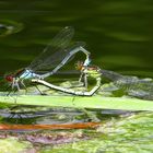 Paarungsrad des Großen Granatauges (Erythromma najas)