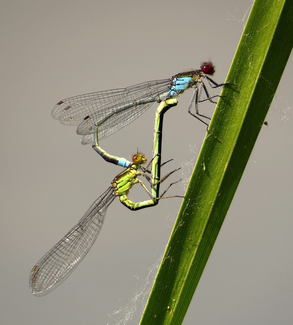 Paarungsrad des Großen Granatauges (Erythromma najas)