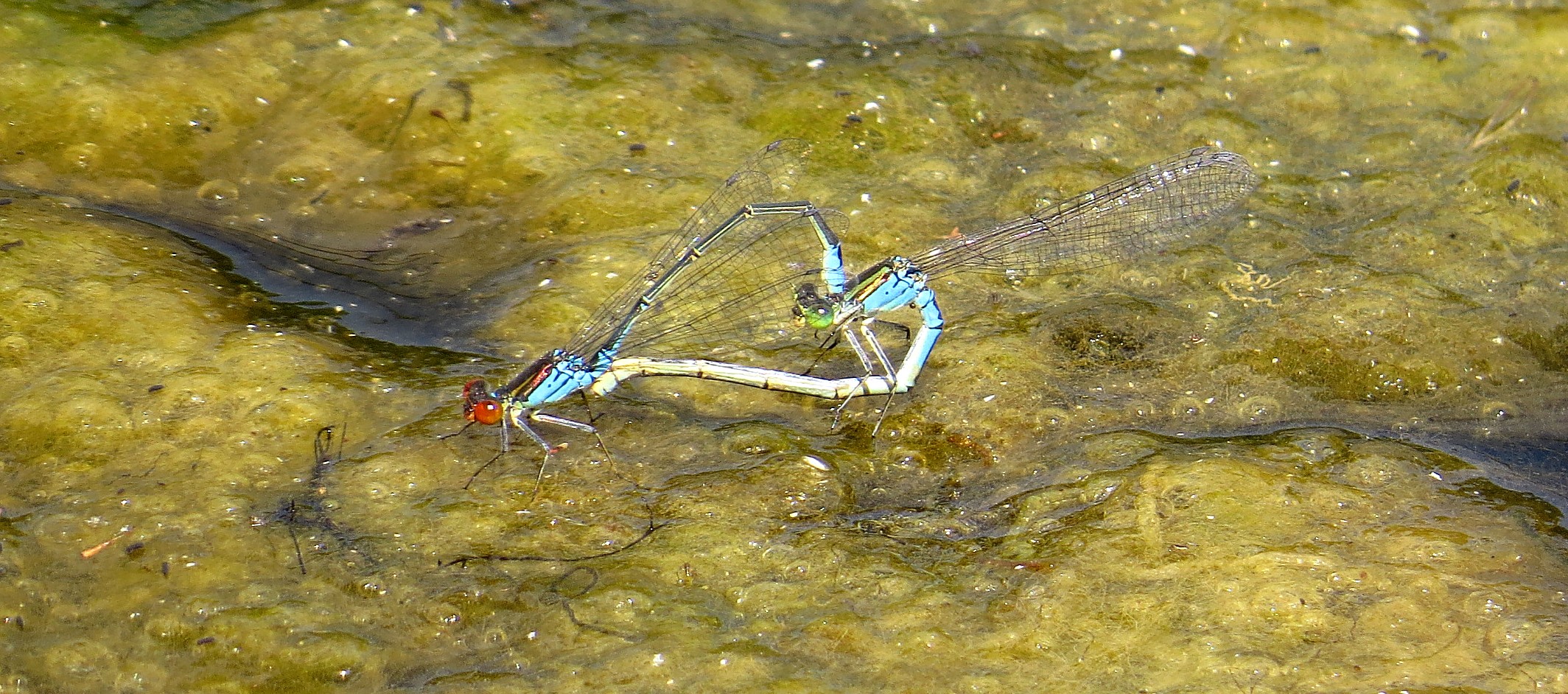 Paarungsrad des Kleinen Granatauge (Erythromma viridulum) 