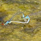 Paarungsrad des Kleinen Granatauge (Erythromma viridulum) 