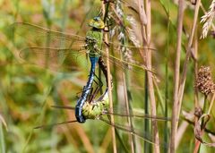 paarungsrad große königslibelle