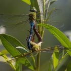 Paarungsrad Große Königslibelle