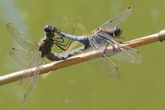 Paarungsrad Großer Blaupfeil