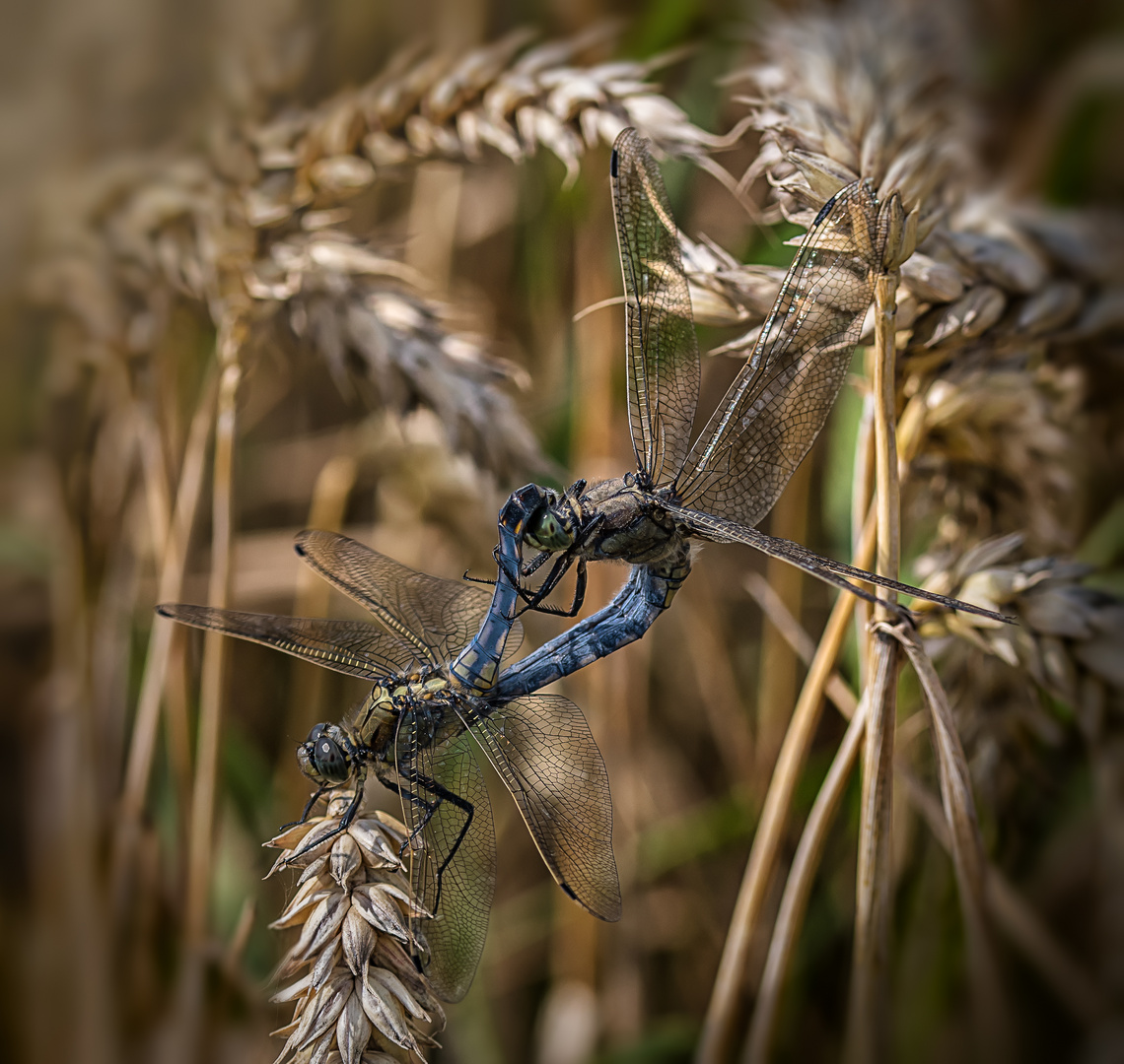 Paarungsrad Großer Blaupfeile 