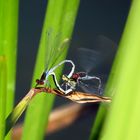 Paarungsrad Großes Granatauge (Erythromma najas)